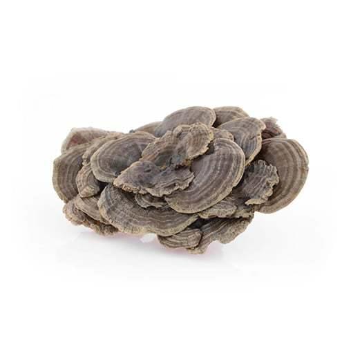 Mycomedica Coriolus 90 Capsules