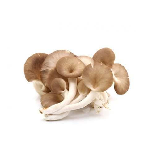 MycoMedica Oyster Mushroom 90 Capsules