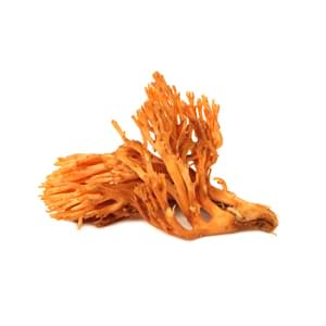 MycoMedica Cordyceps 50% 90 Capsules