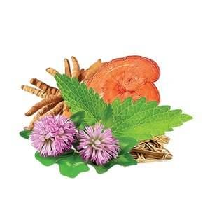 Mycomedica Mycomeno 90 Capsules