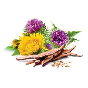 Mycomedica Milk Thistle 90 Capsules