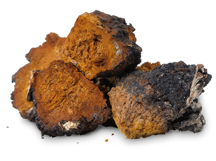 Chaga