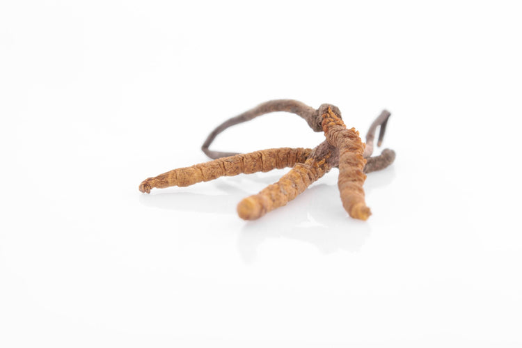 Cordyceps