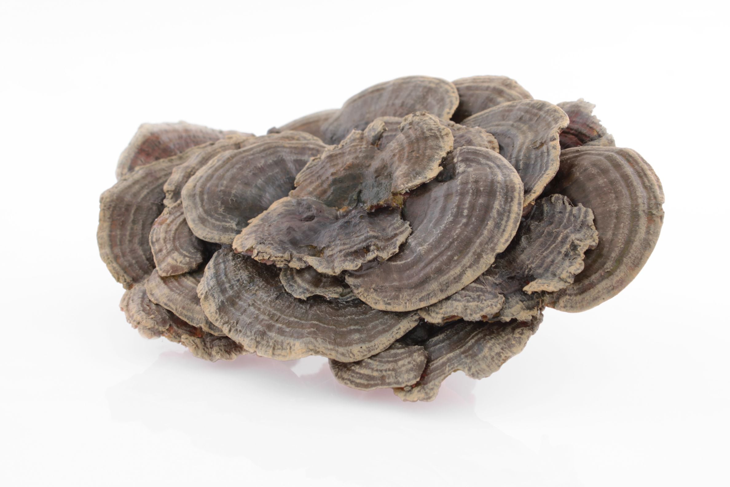 Coriolus – TaoRoots