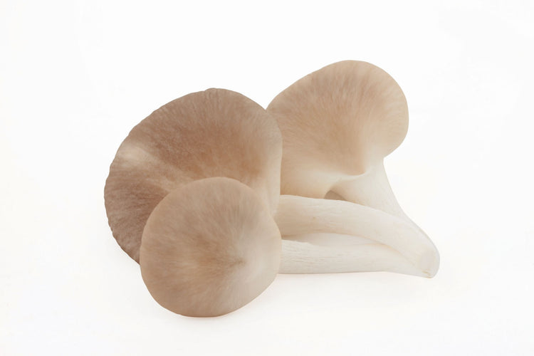 Oyster Mushroom