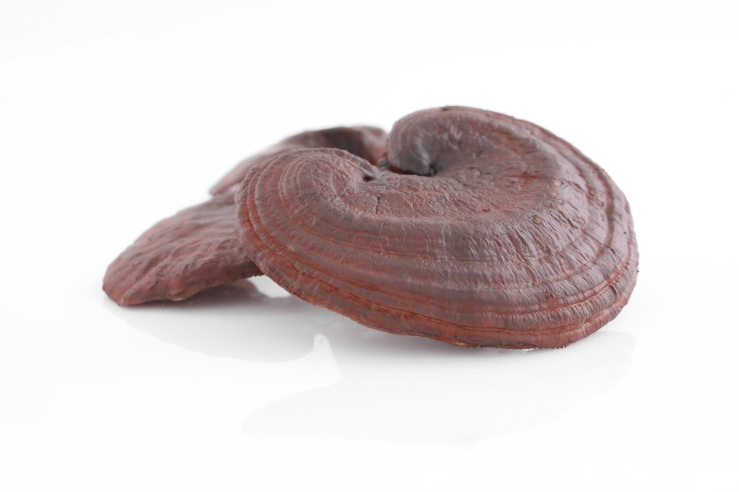 Reishi