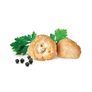 MycoMedica Hericium Dry 100 g