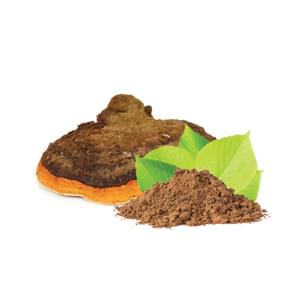 Mycomedica Chaga Organic/Bio Powder 100g