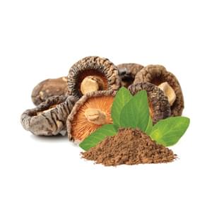 Mycomedica Shiitake Organic/Bio Powder 100g