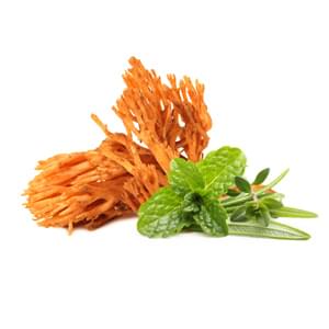 MycoMedica Dry Cordyceps 100g