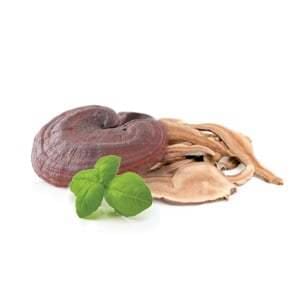 MycoMedica Reishi Dry 100 g